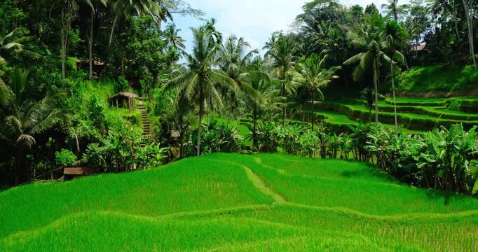 Bali Agricultural Landscape | Green Rice Terraces and palm trees Tropical Nature 4K