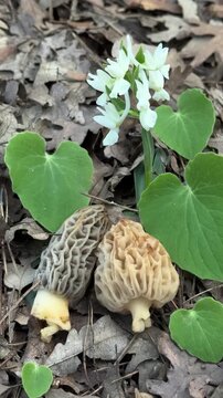 Wild morel mushrooms next to salep orchids