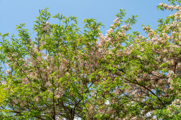 Fototapeta premium World-class tropical forest flowers of Southeast Asia.