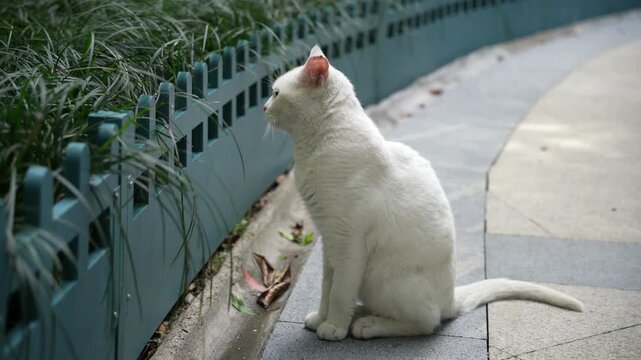 One white stray cat resting near green fence