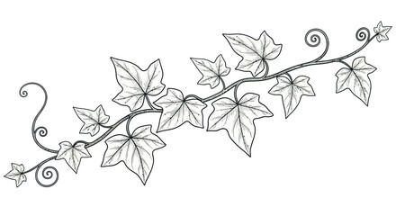 Fototapeta premium Elegant Ivy Vine Illustration, Swirling Tendrils and Leaves, Black and White Sketch