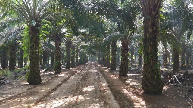 palm-trees-plantation-dirt-road
