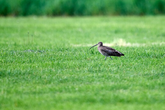 curlew in a field