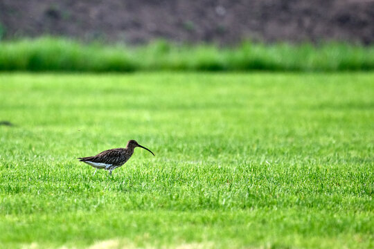 curlew in a field