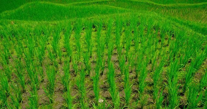Lush Green Rice Terraces in Bali, Indonesia | Tropical Rice Paddy Agricultural Landscape 4K
