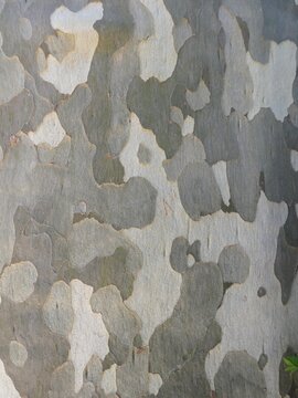 'Camouflage' Bark pattern on the trunk of a plane tree