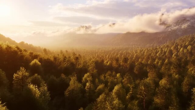 Aerial slow motion tracking shot of sunlit forest canopy drifting toward misty mountain range at sunrise
