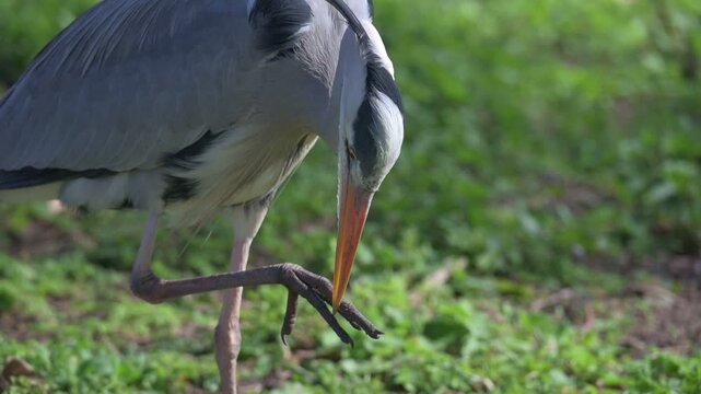 Grey Heron (Ardea cinerea) cleaning its foot carefully with its beak in a London park. April, London. [Slow motion x4]