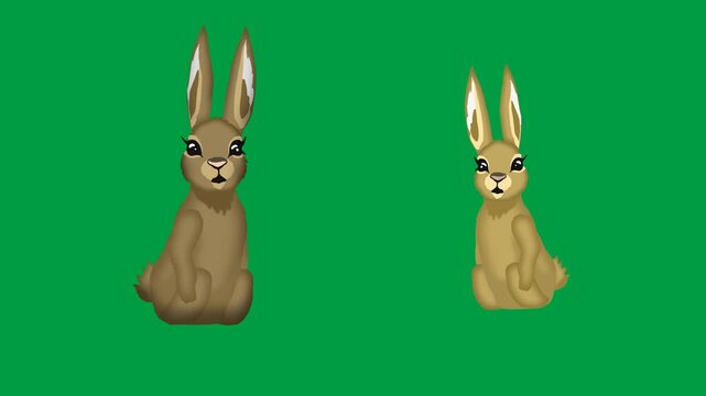 Rabbits standing nature wildlife animals pair 2d animated cartoon animation on green screen chromakey background.