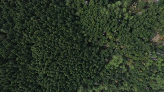 4K aerial drone footage of dense forest and logging clearings near Merrill Lake in Cougar, Washington, USA. Forest roads, deforestation patterns and Pacific Northwest landscape
