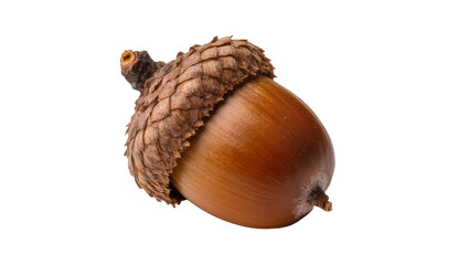 Brown acorn with textured cap, isolated on transparent background © Constantin