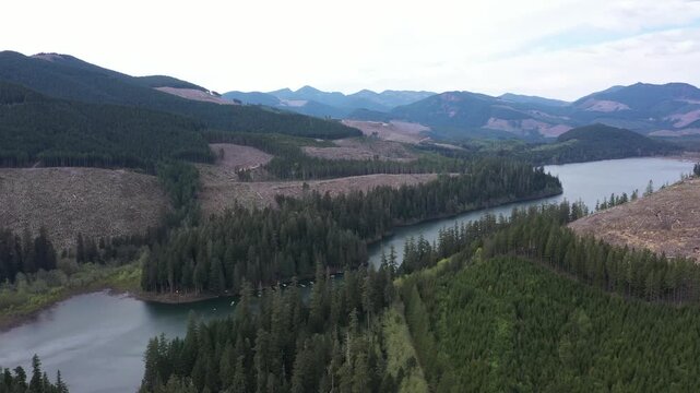4K aerial drone footage of dense forest and logging clearings near Merrill Lake in Cougar, Washington, USA. Forest roads, deforestation patterns and Pacific Northwest landscape