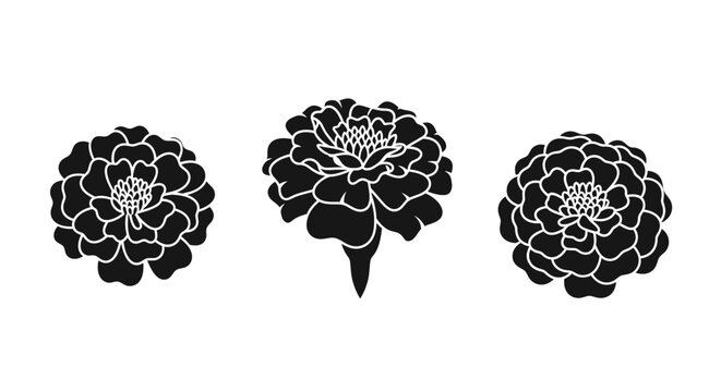 Three Black Silhouettes of Marigold Flowers Isolated on White Background