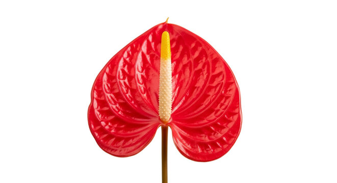 Anthurium red flower with yellow spadix and white background, isolated on white featuring plant, tropical, heart-shaped with leaf and stem elements