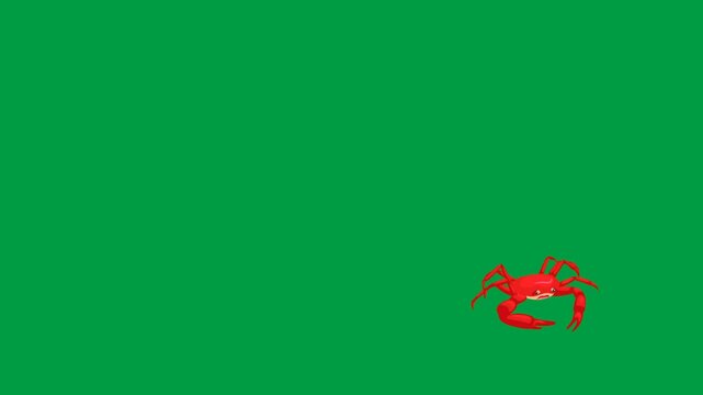 Tiny red crab appears small on green screen chromakey background in 2d animated cartoon animation. Miniature crustacean sea creature detailed view. Cute marine wildlife nature scene.