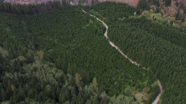 4K aerial drone footage of dense forest and logging clearings near Merrill Lake in Cougar, Washington, USA. Forest roads, deforestation patterns and Pacific Northwest landscape