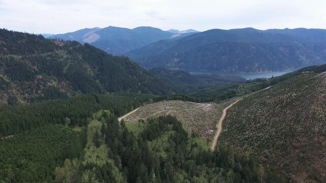 4K aerial drone footage of dense forest and logging clearings near Merrill Lake in Cougar, Washington, USA. Forest roads, deforestation patterns and Pacific Northwest landscape