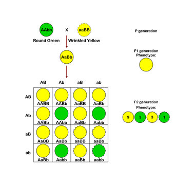 Vector illustration of a dihybrid cross and a punnett square on a white background.