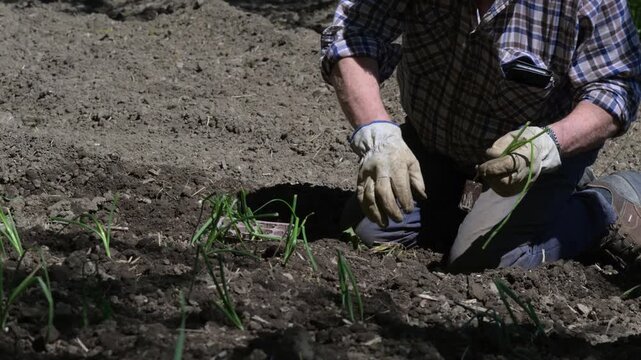 AGRICOLTORE  SEMINA ORTO