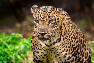Obraz premium leopard animal, leopard wildlife, big cat, African leopard, Indian leopard, leopard in jungle, leopard in forest, leopard close up, leopard portrait, leopard eyes, leopard face, leopard skin pattern.