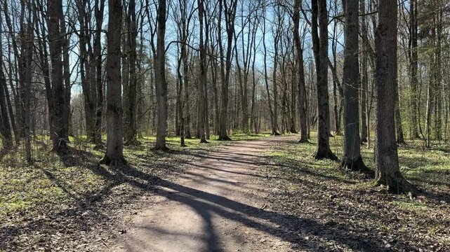 Dirt walking path winding through a sunny forest in early spring. Long tree shadows fall across the empty trail under a bright blue sky.