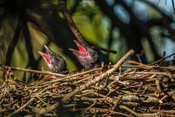 Obraz premium zwei junge Rabenkrähen im Vogelnest