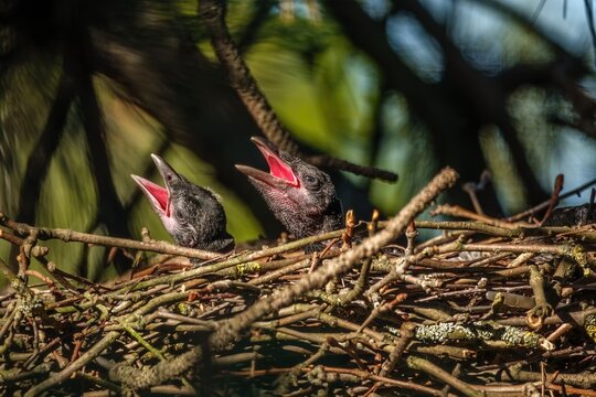 zwei junge Rabenkr&auml;hen im Vogelnest