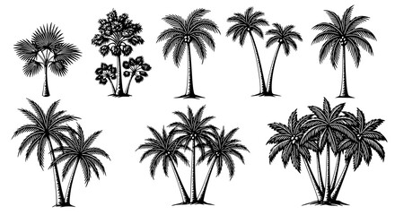 Obraz premium Set of palm trees. Vector black silhouettes. Set of vector black silhouettes of palm trees. Transparent PNG version.