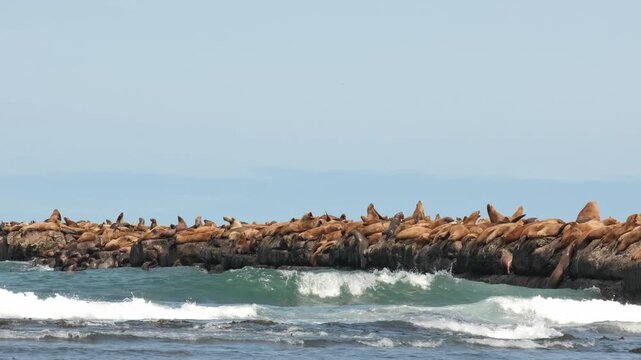 A large colony of sea lions lies on the breakwater.