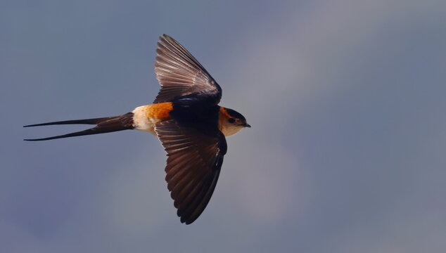 Red-rumped swallow in flight, Cecropis daurica, birds of Montenegro