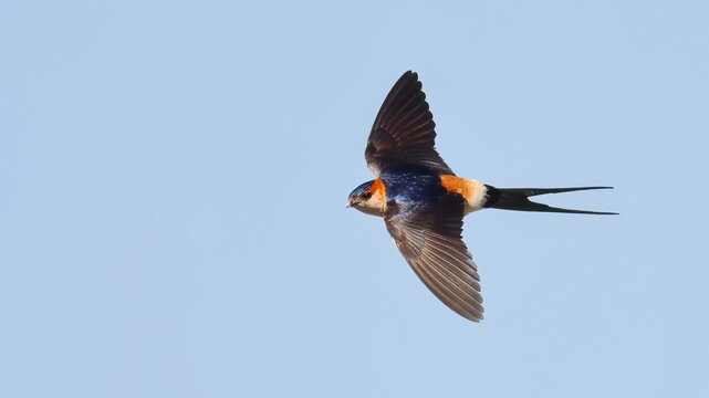 Red-rumped swallow in flight, Cecropis daurica, birds of Montenegro