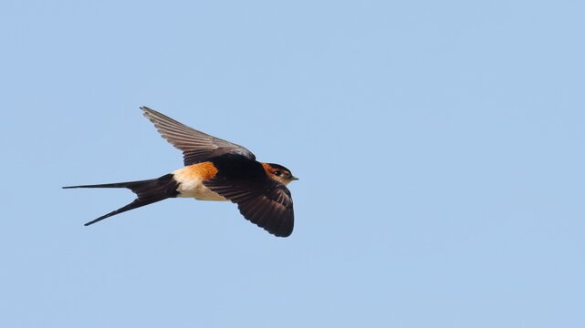 Red-rumped swallow in flight, Cecropis daurica, birds of Montenegro