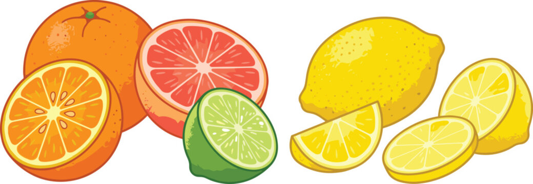Citrus Fruits Collection Vector Set with Orange Grapefruit Lemon and Lime Slices Fresh Juicy Food Illustrations Isolated on White Background