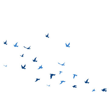 World Migratory Bird Day, Flock of Birds Flying