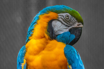 Naklejka premium Macaws are large, vibrant, long-tailed New World parrots known for their striking colors, powerful beaks for cracking nuts, high intelligence, social nature, inhabiting tropical Americas' rainforests.
