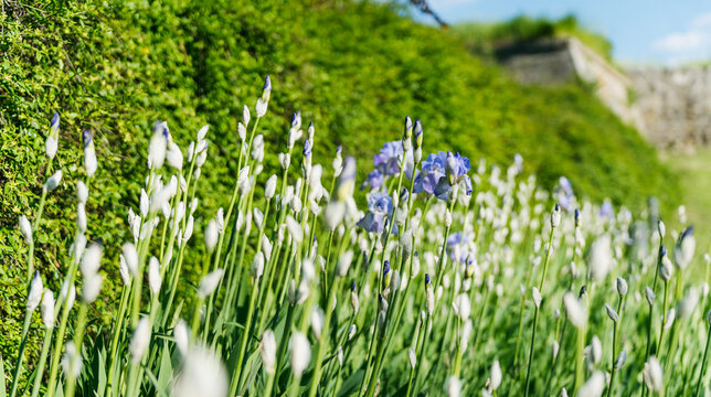 Beautiful purple iris flowers blooming in a sunny spring park with green grass background.