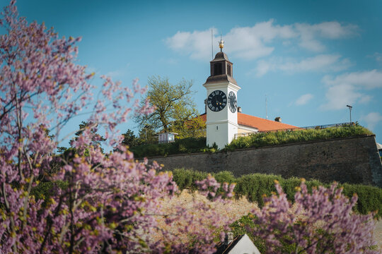 View of Petrovaradin Fortress in Novi Sad through blooming pink tree branches in spring