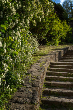Vintage stone stairs with blooming white spirea flowers in a spring garden