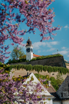 View of Petrovaradin Fortress in Novi Sad through blooming pink tree branches in spring