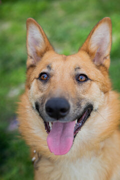 Vertical close-up photo of dogs looking at the camera with their tongue sticking out. Concept of animals, pets, faithful four-legged friends. High quality photo