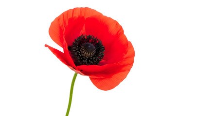Obraz premium Vibrant red poppy flower standing alone in a serene natural setting