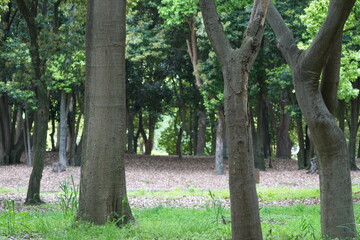 Obraz premium Fresh Green Trees In Park