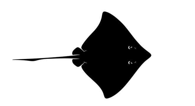 Black stingray fish swimming solo.