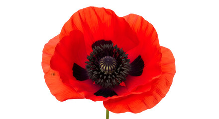 Obraz premium Vibrant red poppy flower with delicate petals stands alone