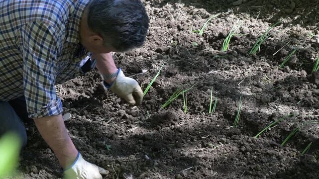 Contadino lavorazione orto