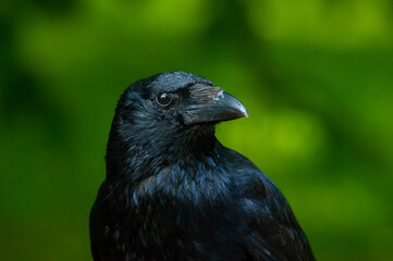Fototapeta premium Carrion Crow Portrait with Green Background, Edinburgh, Scotland
