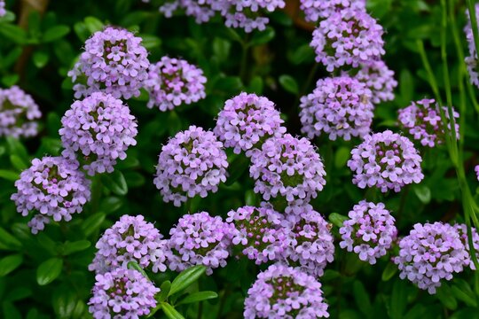 Creeping thyme (Thymus serpyllum) flowers. Lamiaceae perennial herb. It blooms with pale reddish-purple flowers in spring and is used as ground cover.