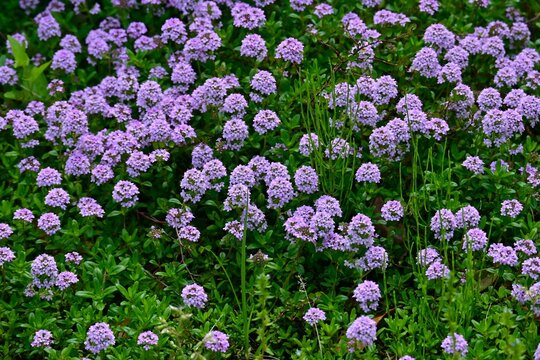 Creeping thyme (Thymus serpyllum) flowers. Lamiaceae perennial herb. It blooms with pale reddish-purple flowers in spring and is used as ground cover.