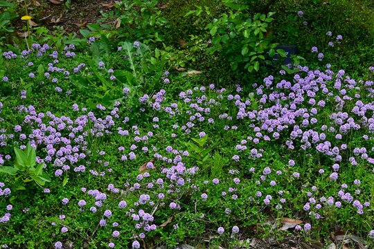 Creeping thyme (Thymus serpyllum) flowers. Lamiaceae perennial herb. It blooms with pale reddish-purple flowers in spring and is used as ground cover.