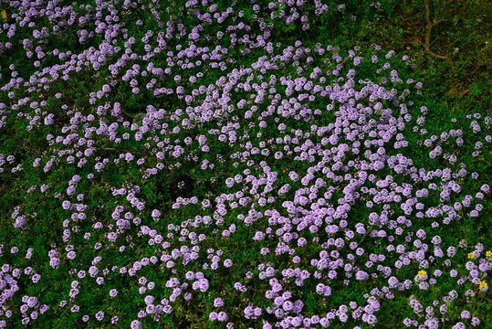 Creeping thyme (Thymus serpyllum) flowers. Lamiaceae perennial herb. It blooms with pale reddish-purple flowers in spring and is used as ground cover.